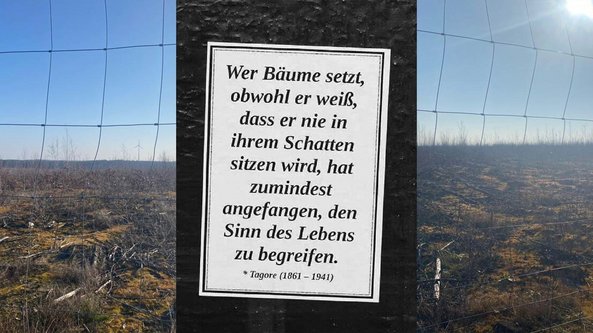 Ein Zitat von Tagore über das Pflanzen von Bäumen, umgeben von einer verbrannten Landschaft und einem klaren blauen Himmel.